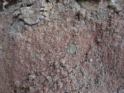 [Pertusaria corallina]